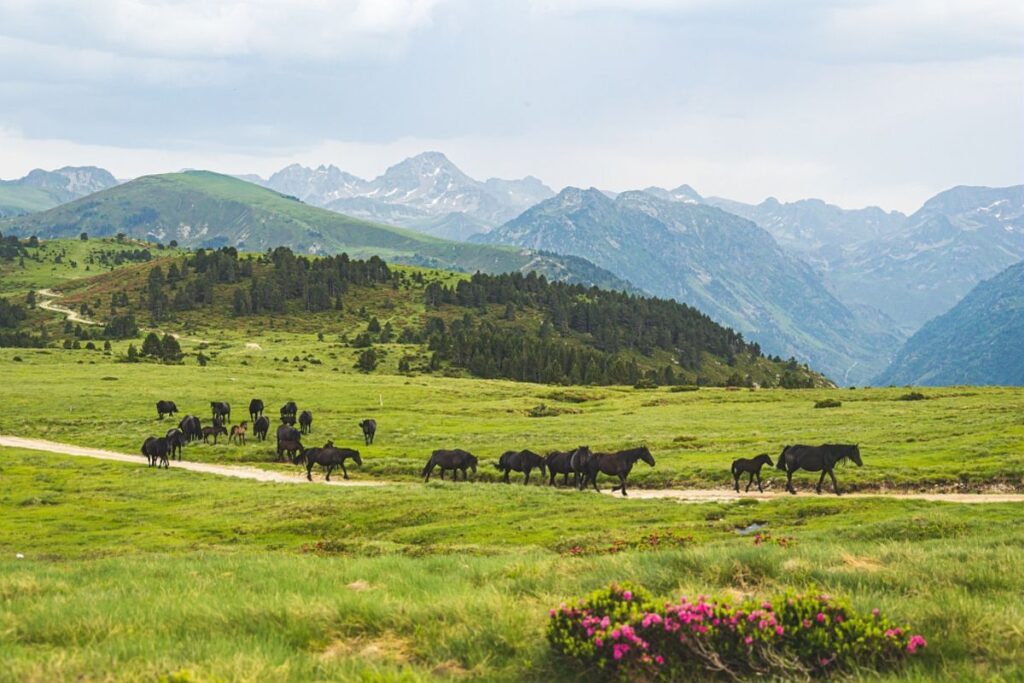 Panorama du Plateau de Beille avec montagnes et pâturages